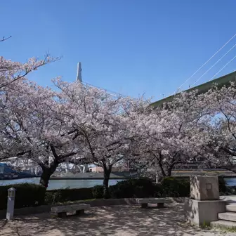 桜🌸満開