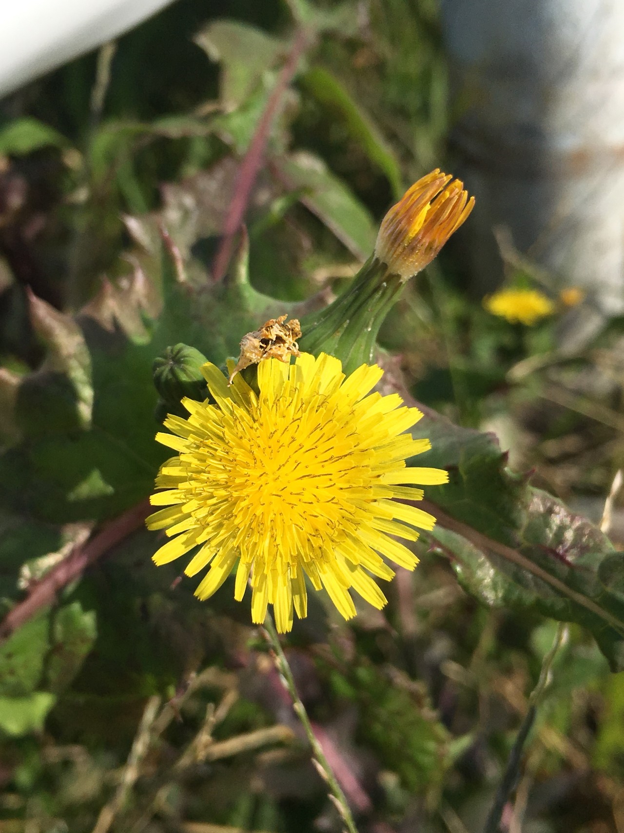 ポンポン山系 花しらべ 11月 やまたいらさんのポンポン山 釈迦岳 小塩山 若山の活動日記 Yamap ヤマップ