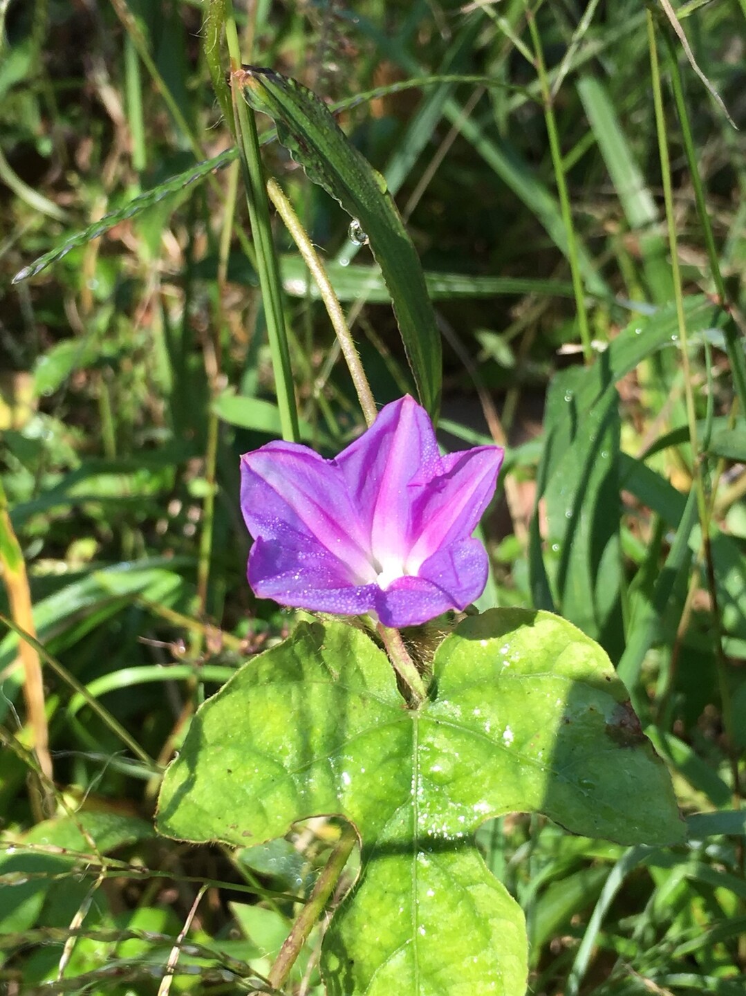ポンポン山系 花しらべ 11月 やまたいらさんのポンポン山 釈迦岳 小塩山 若山の活動日記 Yamap ヤマップ