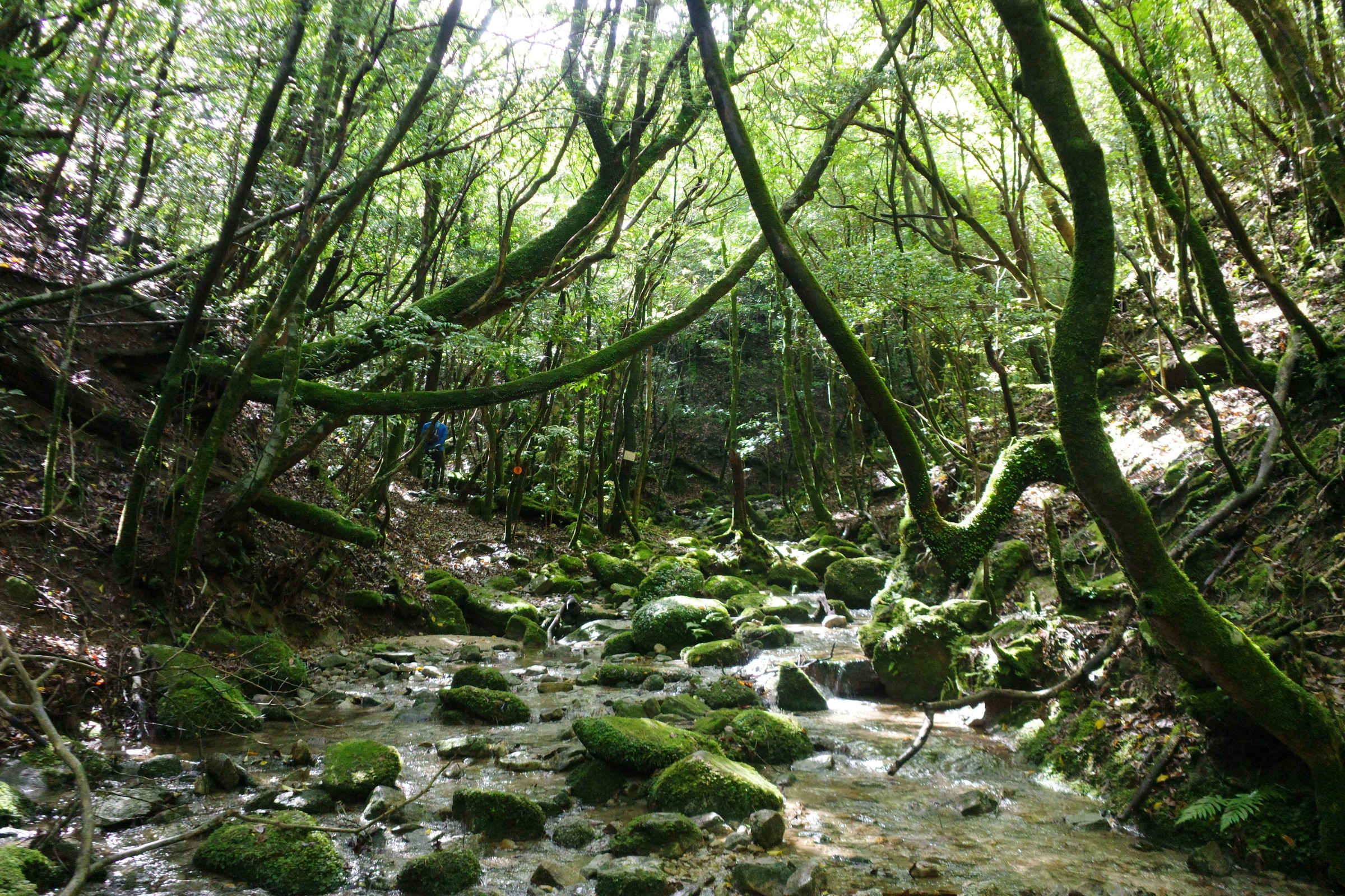 雨上がりの稲尾岳散策 / nekomenさんの稲尾岳・枯木岳の活動データ YAMAP / ヤマップ