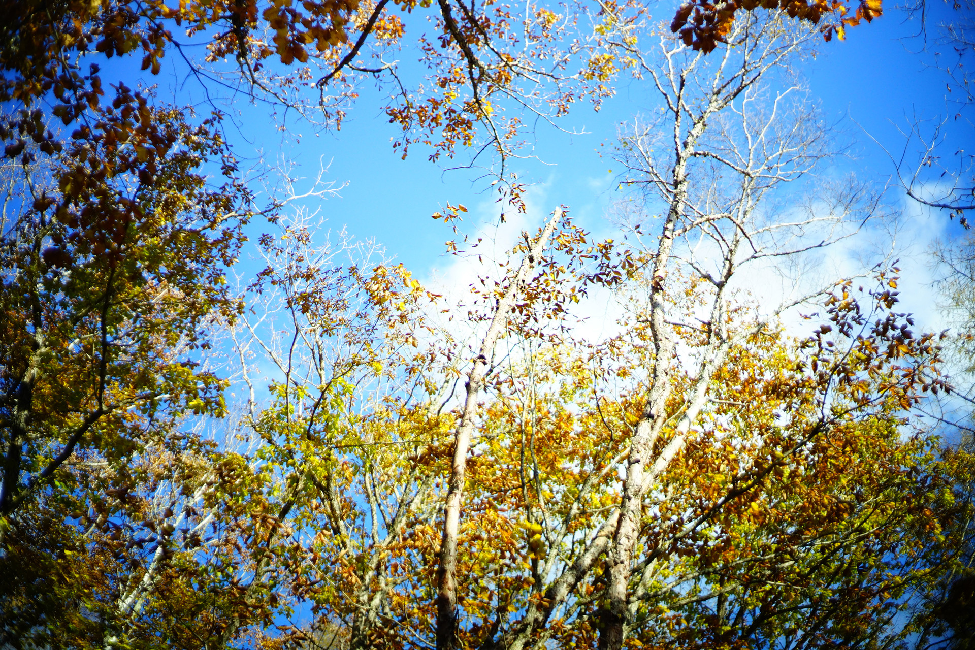 10 30 31 紅葉が美しかった金峰山 瑞牆山 Saorin 写真企画室ホトリさんの瑞牆山 金峰山の活動データ Yamap ヤマップ