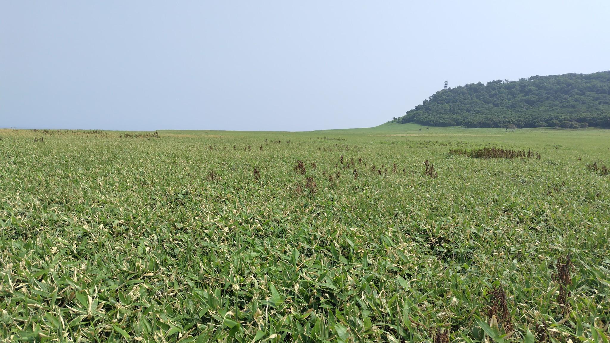 岬台地はけっこう広いです。