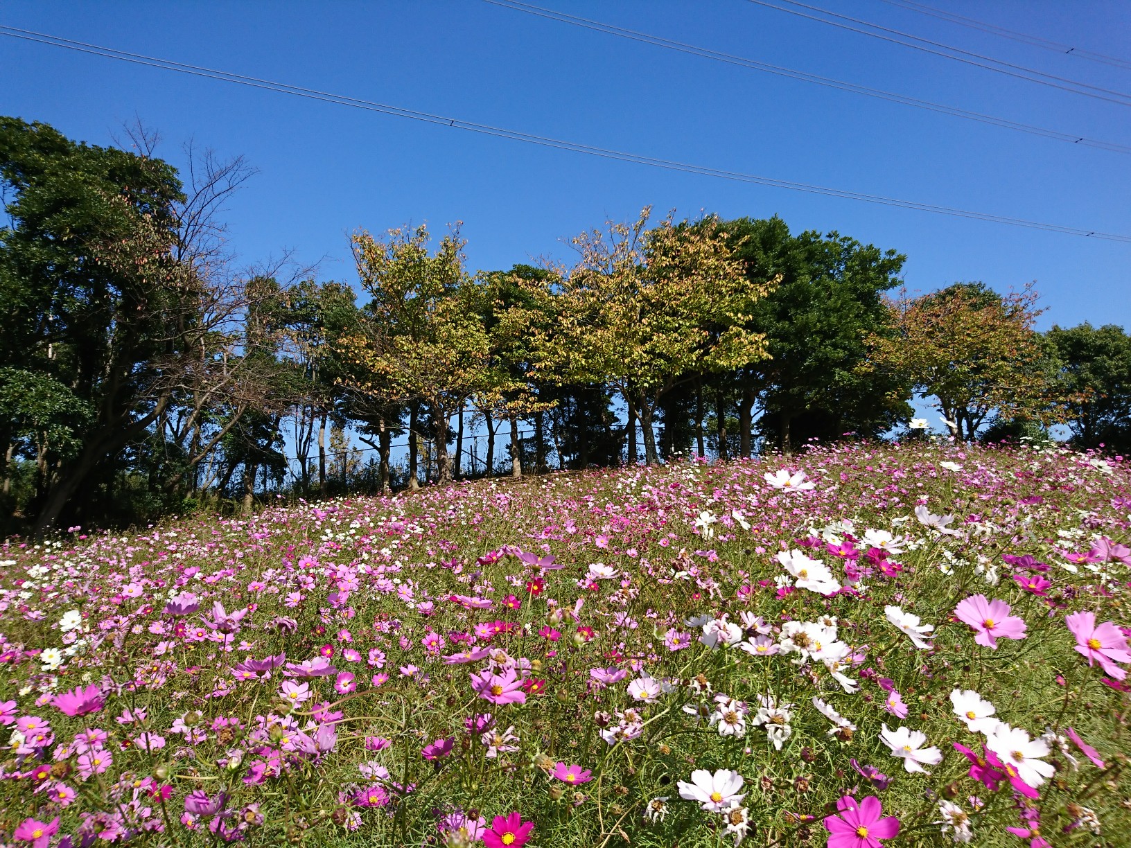 北九州市 グリーンパーク うろうろ 金魚のばあばさんの石峰山 高塔山の活動データ Yamap ヤマップ