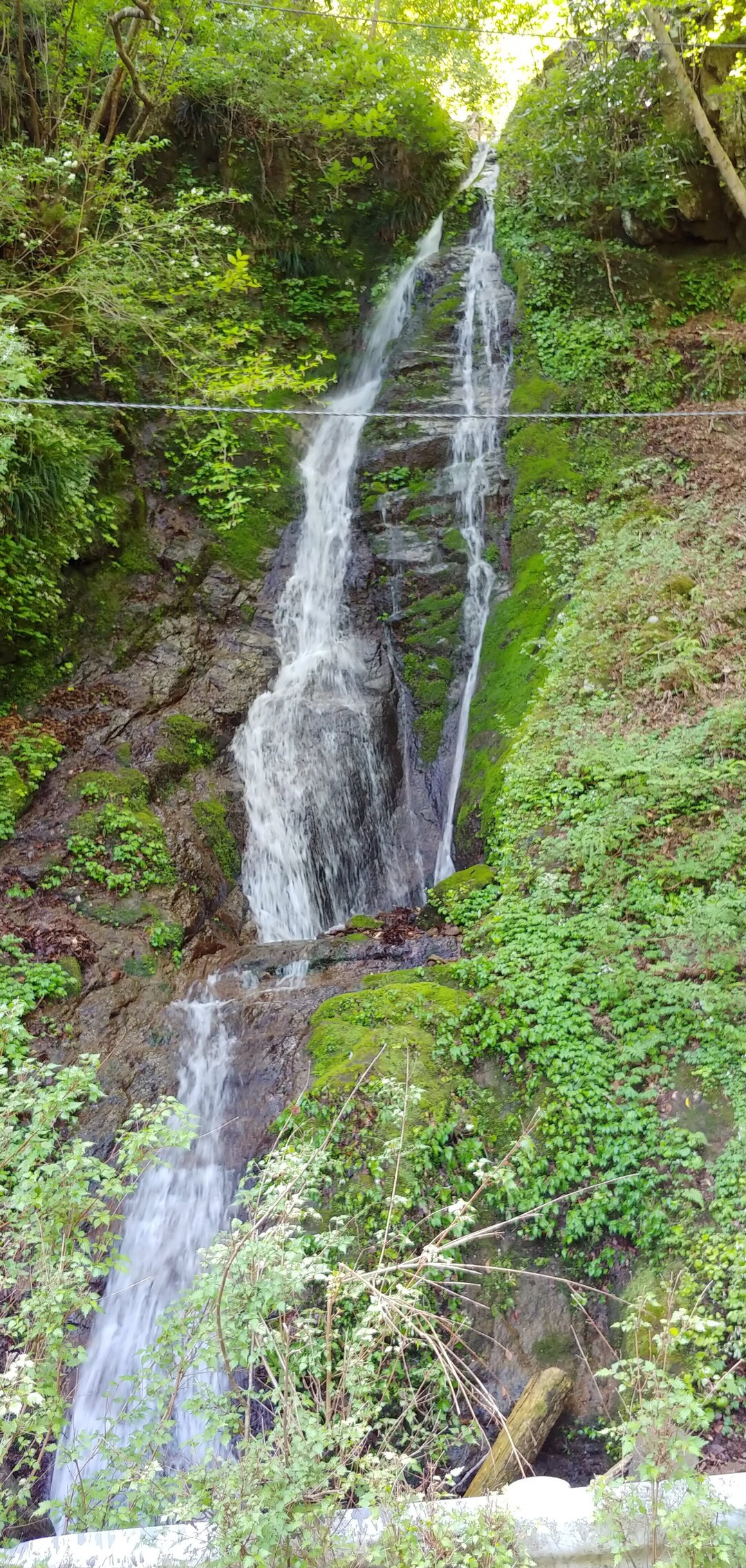 新緑の眩しい二の足林道を歩いた Yogiさんの大山の活動日記 Yamap ヤマップ