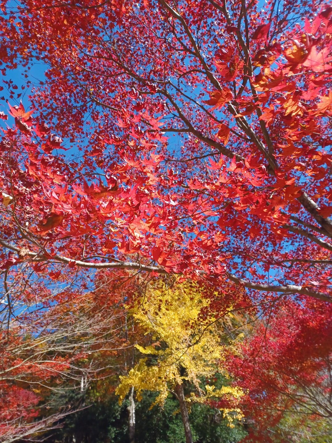 夏焼城ヶ山 / muさんの夏焼城ヶ山・月ヶ平の活動データ YAMAP / ヤマップ
