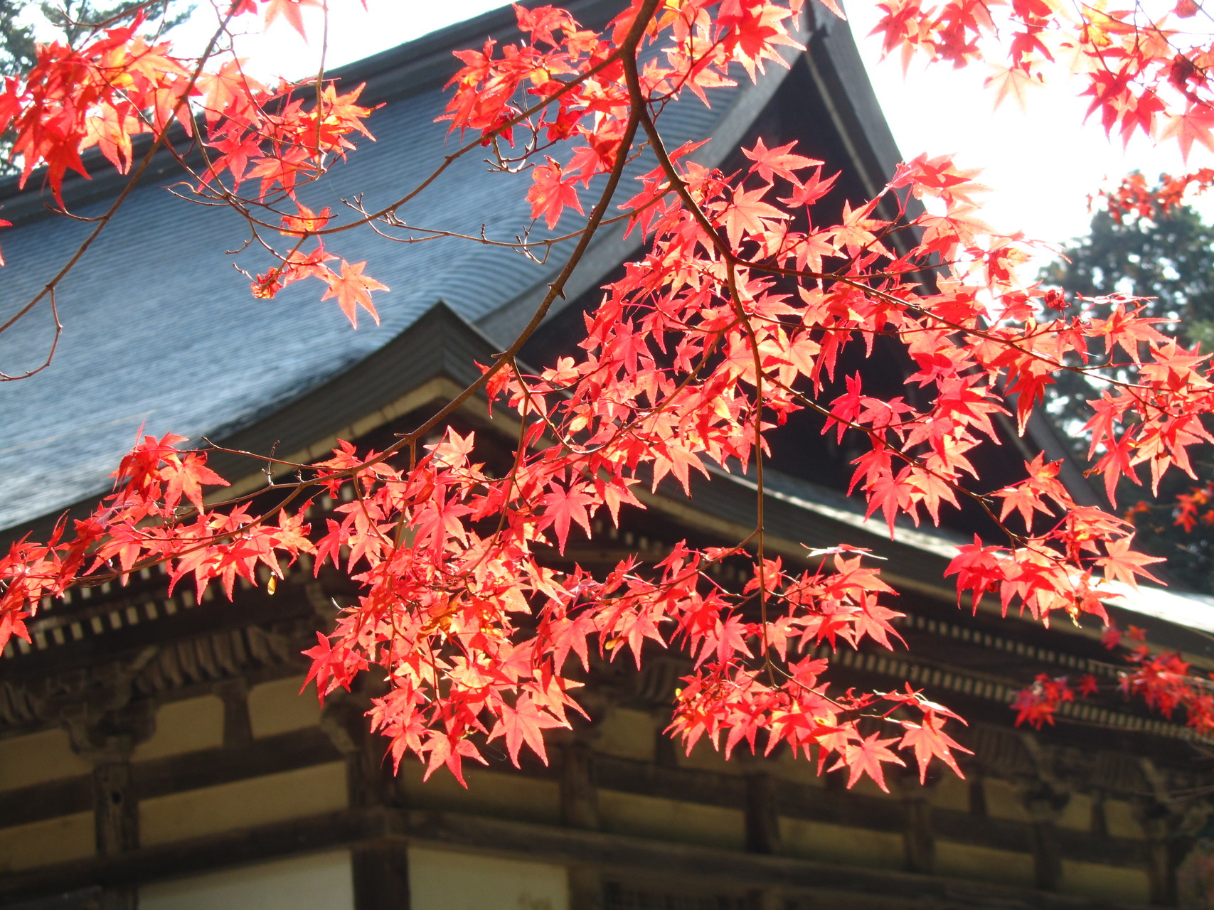 紅葉を求めて 神護寺 高山寺 西明寺 竹の子さんの京都一周トレイルの活動データ Yamap ヤマップ