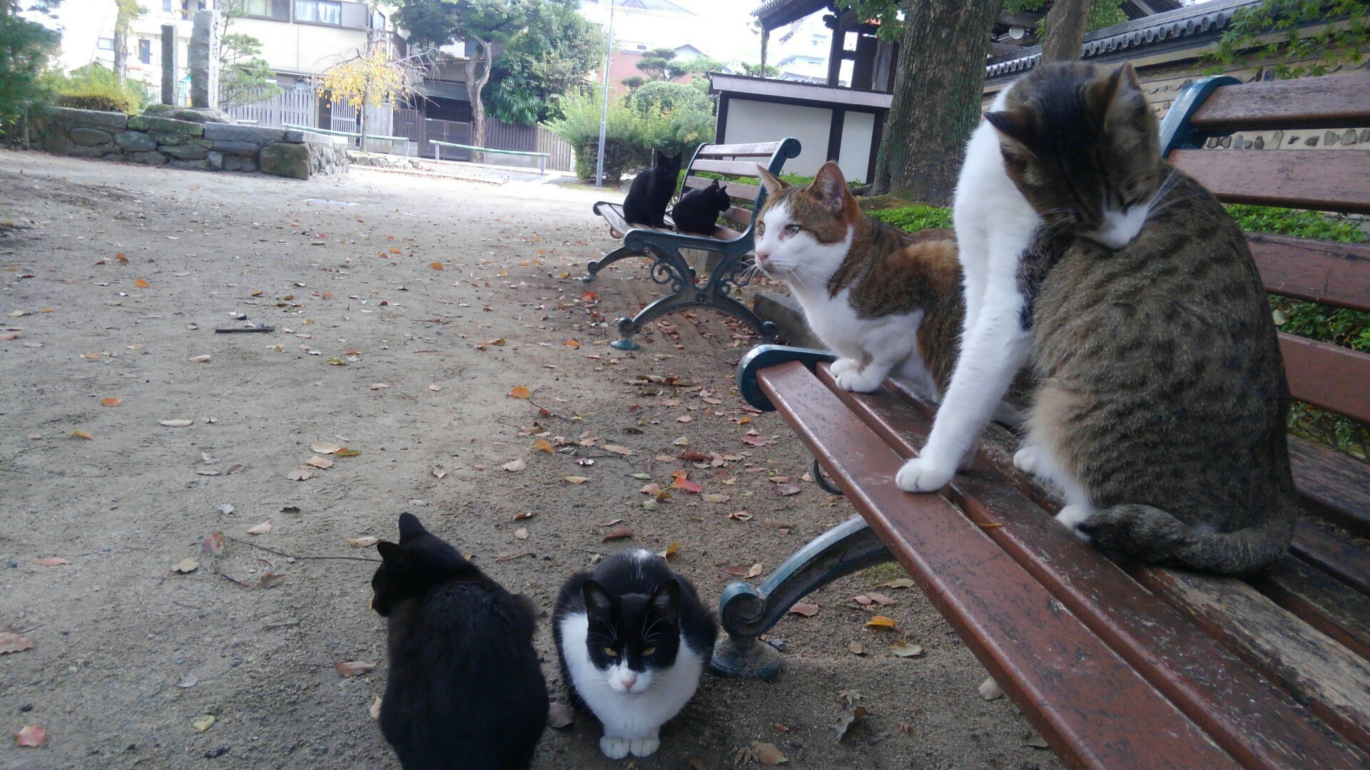 改題 猫寺（聖福寺）における定点観測 / ともおさんの【公式】福岡市 