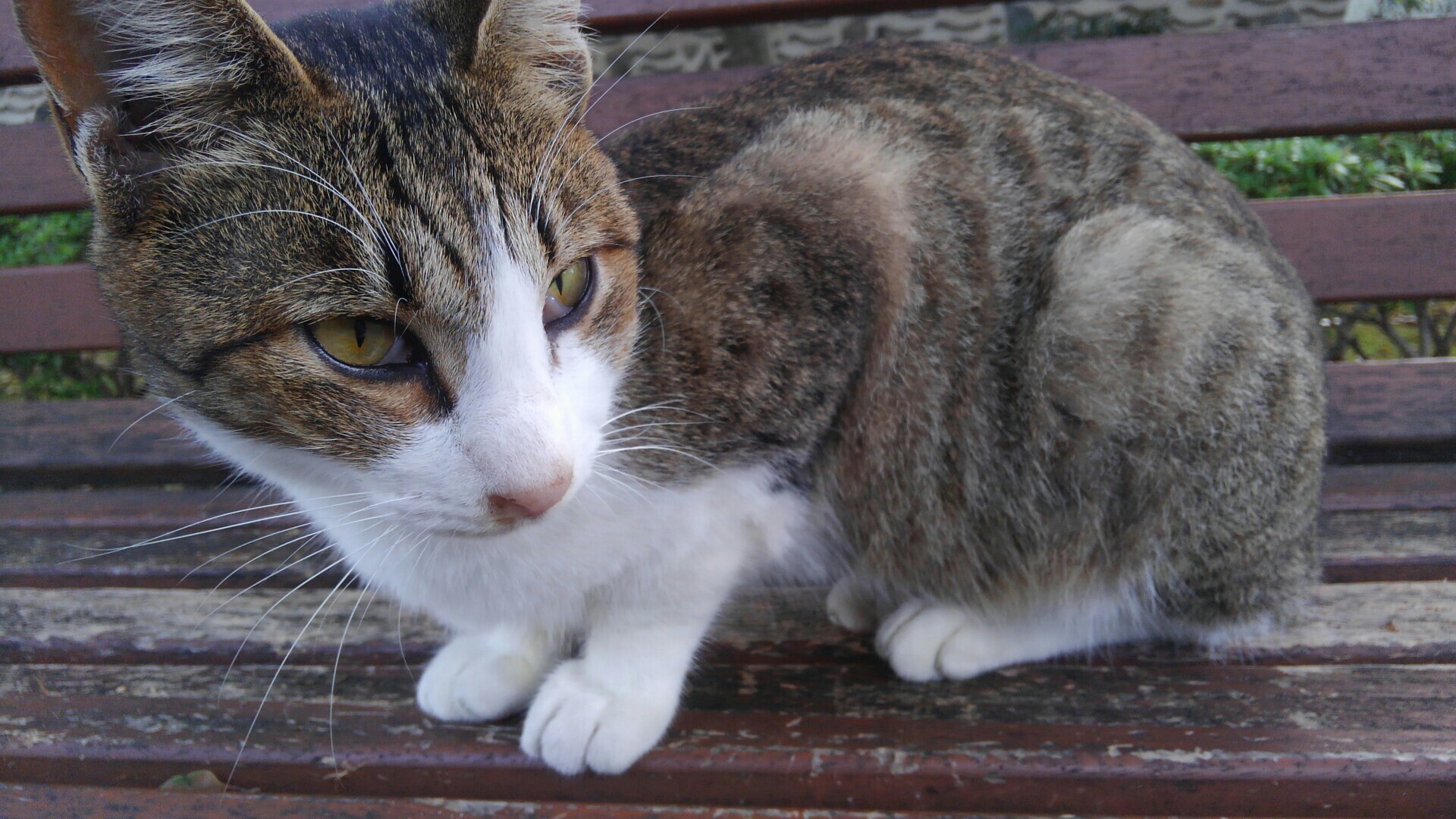 改題 猫寺 聖福寺 における定点観測 ともおさんの 公式 福岡市 防災情報含む の活動日記 Yamap ヤマップ