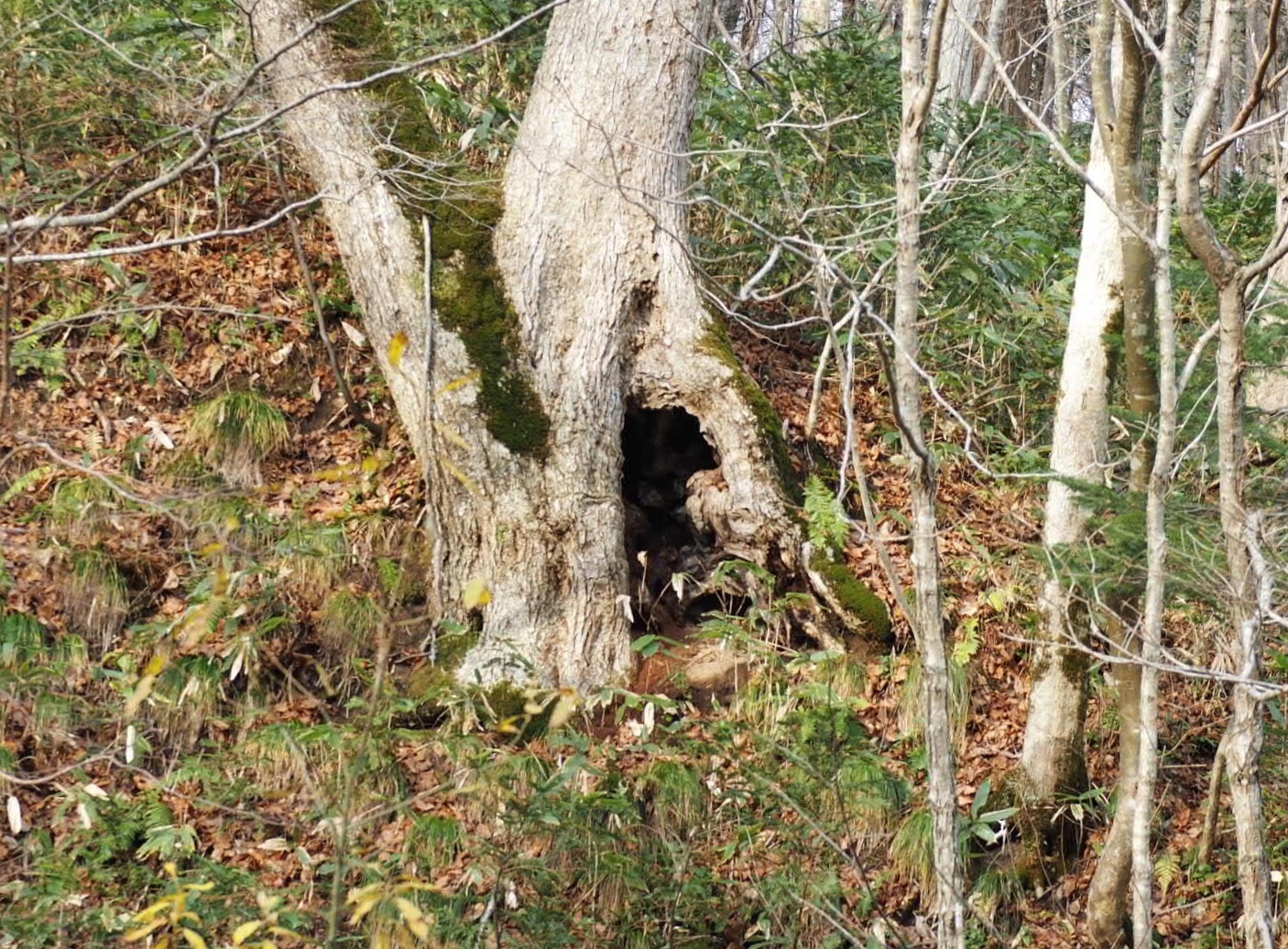 野幌フクロウお留守でした Yuzuさんの野幌森林公園の活動データ Yamap ヤマップ
