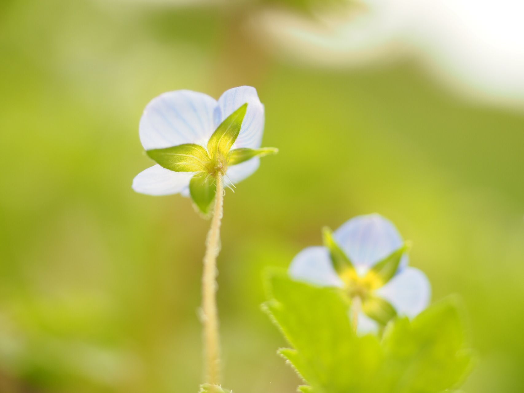 春の野花特集 ２月編 Marikoさんの 公式 福岡市 防災情報含む の活動日記 Yamap ヤマップ