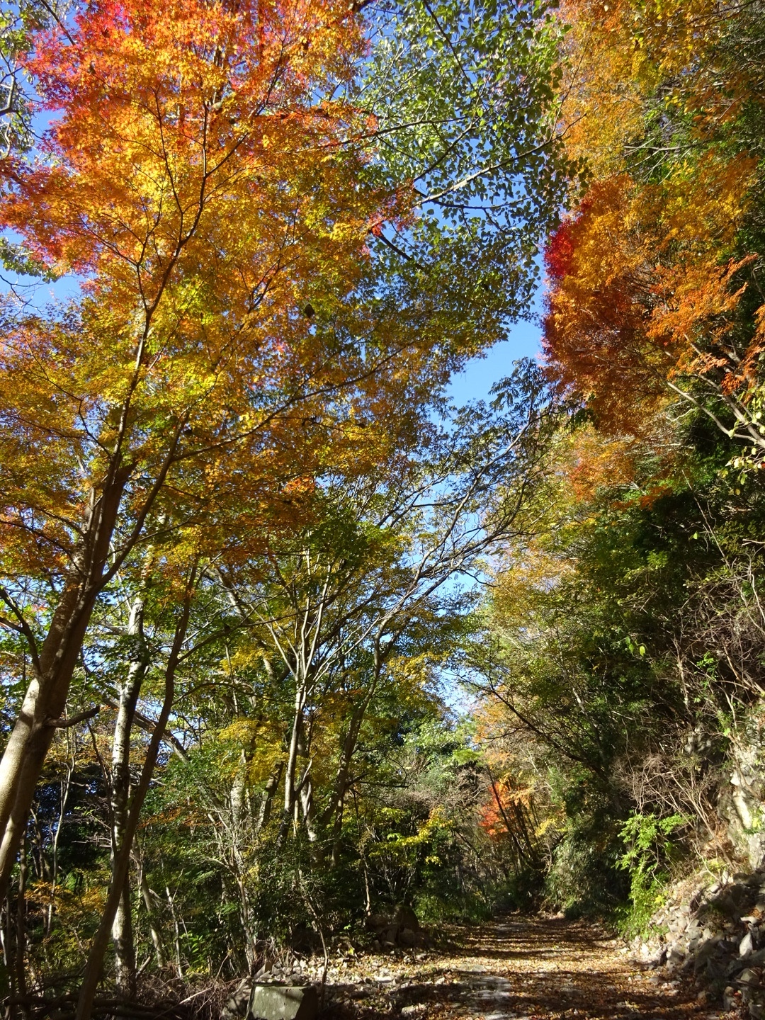 釈迦岳周回 源流の森 シオジの森を訪ねて ベスさんの釈迦岳 御前岳の活動データ Yamap ヤマップ