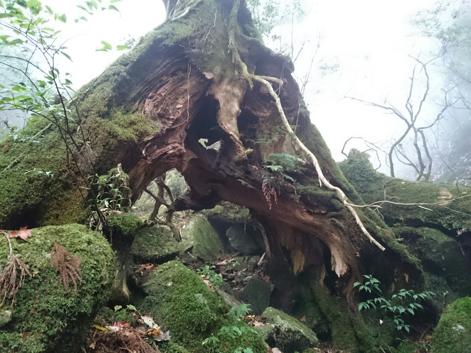 みのりん様用世界遺産屋久島屋久杉瘤のペンダント⑤大ぶりと① 鹿児島県の世界自然遺産「屋久島」とは？世界遺産マニアが簡単に