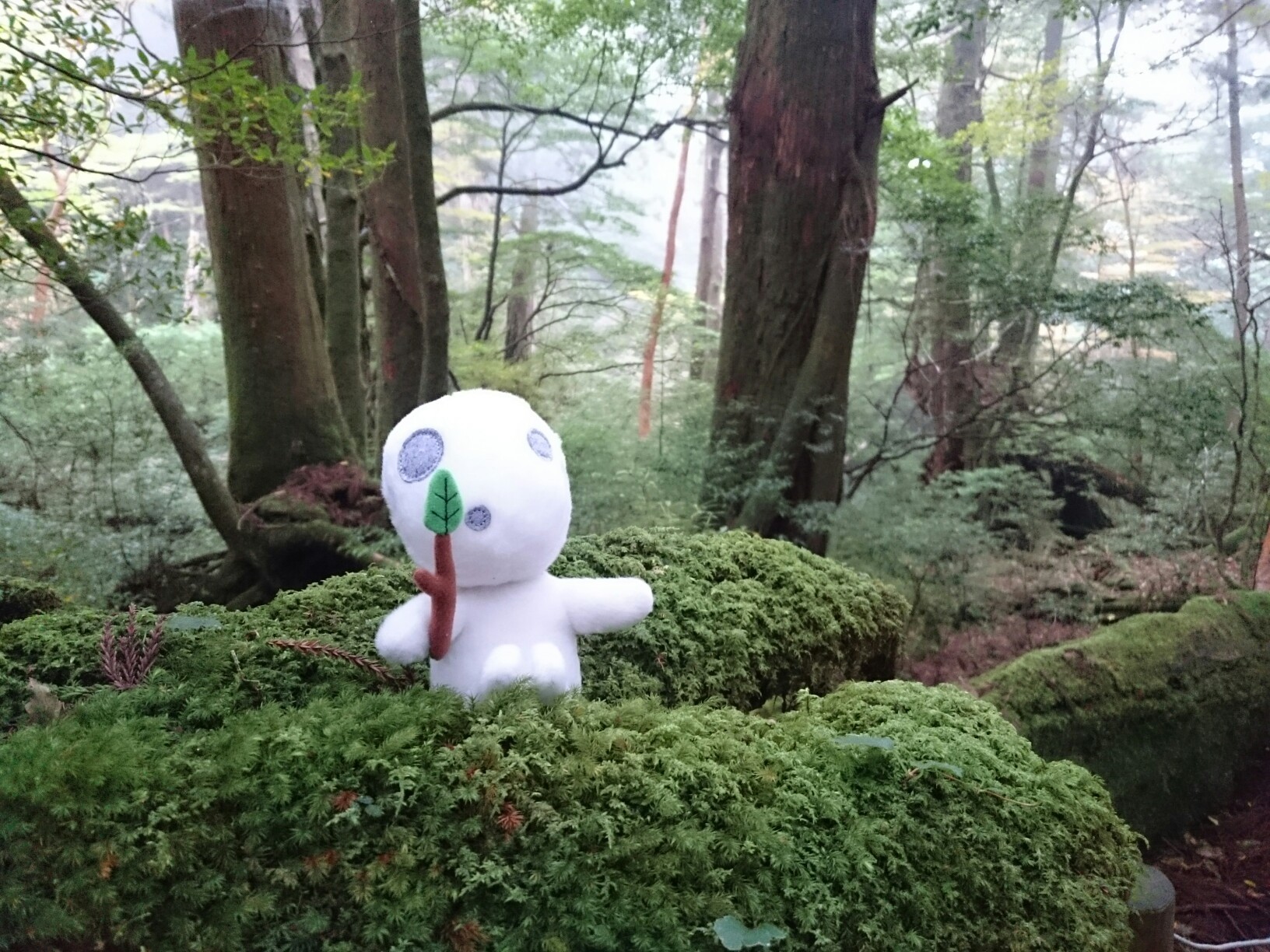 屋久杉　こけし　夫婦　屋久島　縄文杉　世界遺産 屋久杉 こけし 夫婦 屋久島 縄文杉 世界遺産 - メルカリ