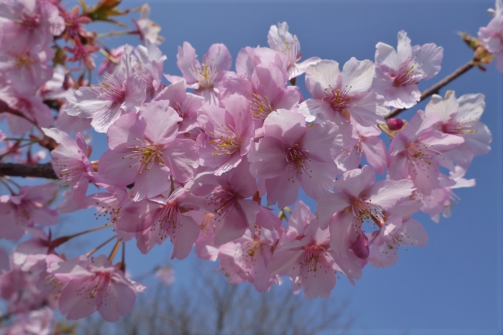 両児山 みさお牧場 河津桜見納め 春爛漫 Denaliさんの玉野市の活動データ Yamap ヤマップ