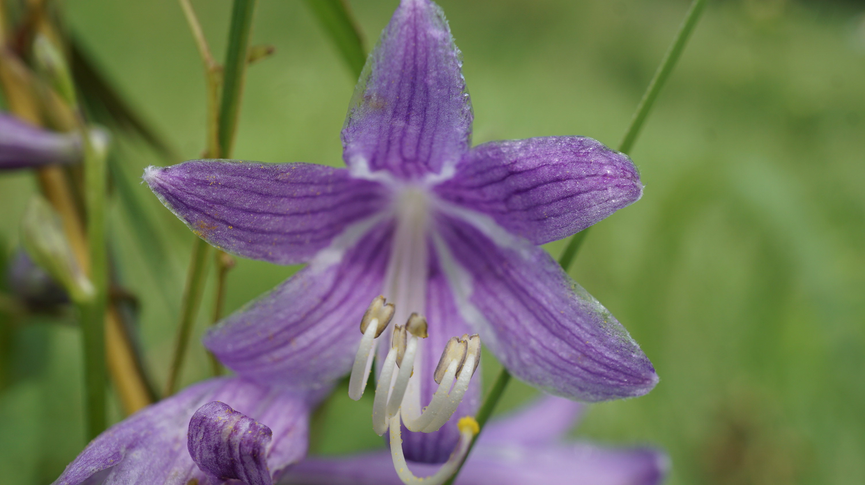 近くの里山で 花探し 飛べない雀さんの天拝山 基山の活動日記 Yamap ヤマップ