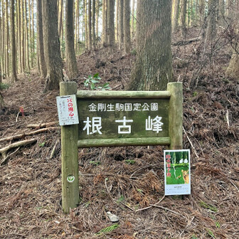 岩湧山・一徳防山・三石山 ダイトレの尾根に乗ってからは快適な道で
復活です
根古峰看板まで来ました
三角点はこの上です