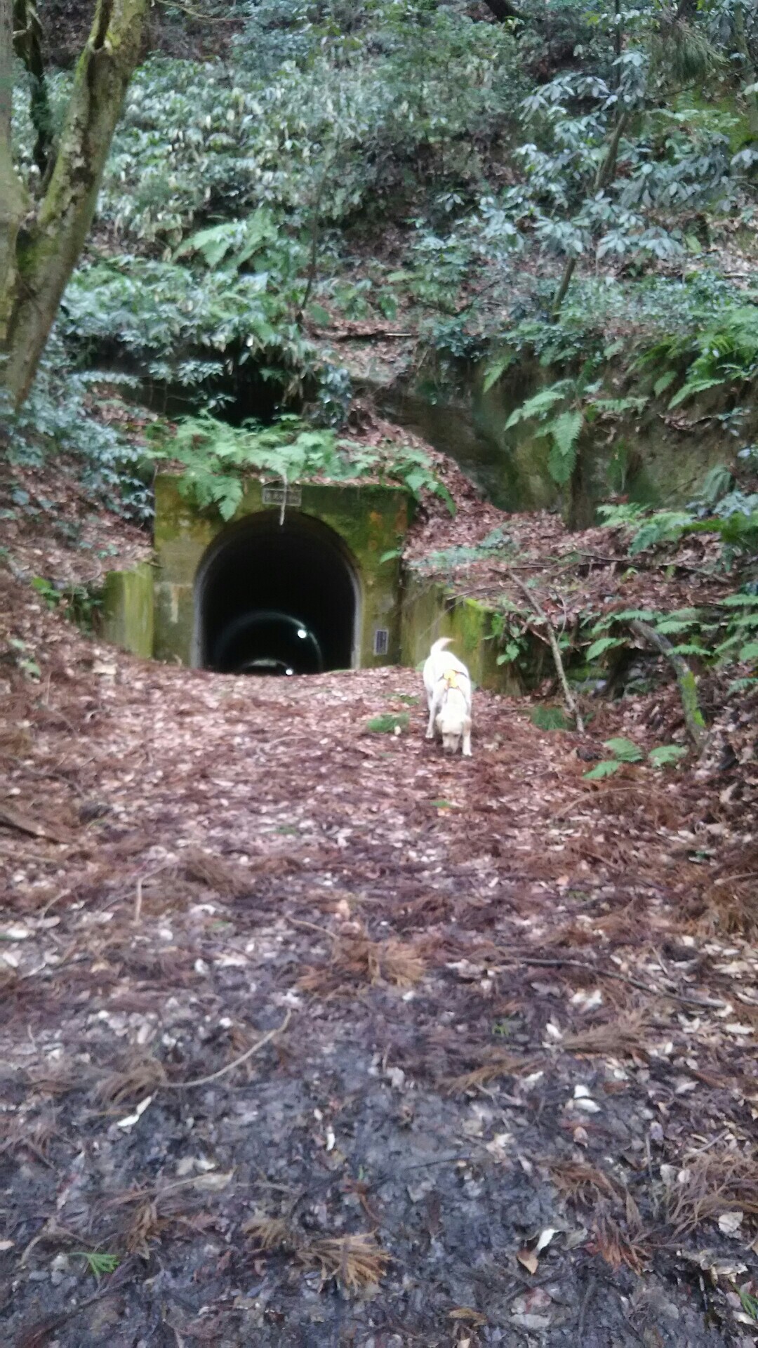 秋葉山 里山コース 菩提寺山 高立山 護摩堂山の写真3枚目 心霊スポット 熊沢トンネル Yamap ヤマップ