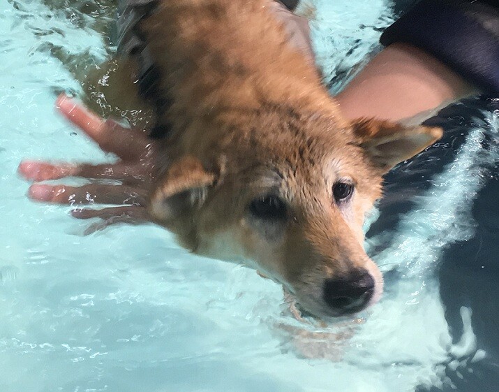 柴犬 仔犬 スイミングスクール レッスン参加 しばぞ さんの東京都23区 中央エリアの活動データ Yamap ヤマップ