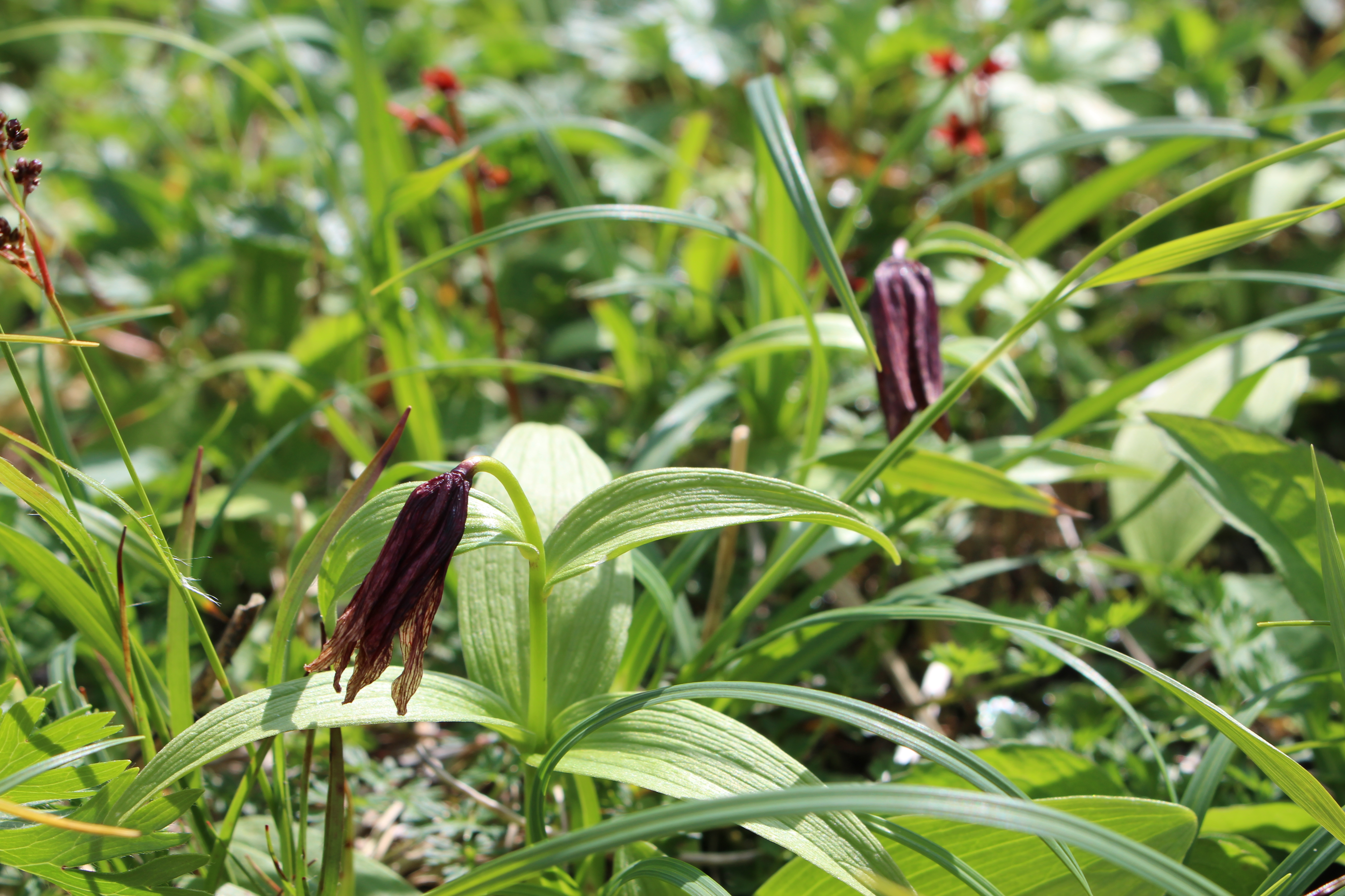 黒百合に会えた乗鞍岳 やまぼうしさんの乗鞍岳の活動データ Yamap ヤマップ