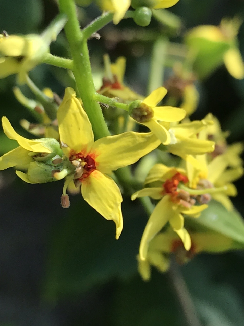 モクゲンジ 木患子 の花 見っけ はっぴいえんどさんのモーメント Yamap ヤマップ