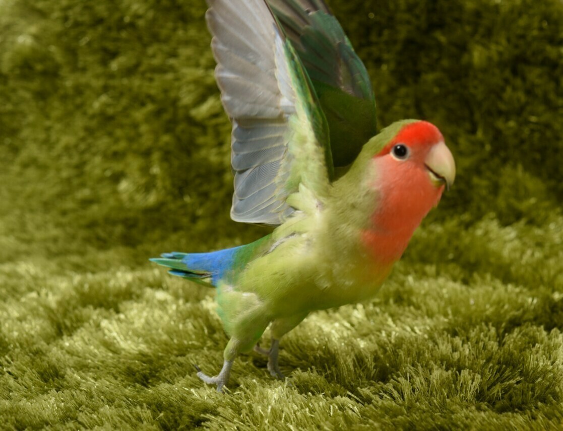 カララのページ YAMAP / ヤマップ