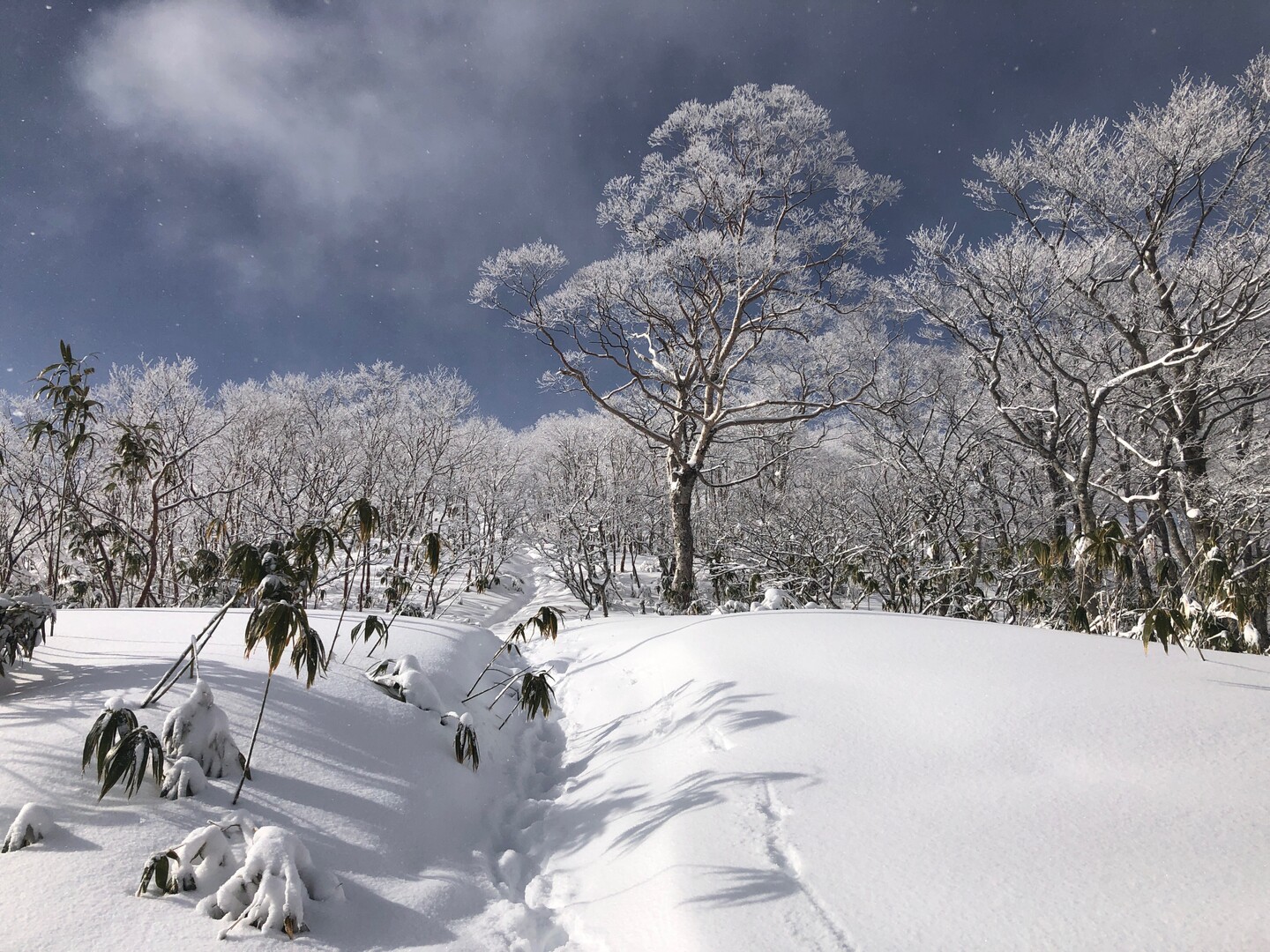 岐阜県の大日ヶ岳には綺麗な雪景色が有りました。 / OHYeahさんの大日ヶ岳の活動日記 YAMAP / ヤマップ