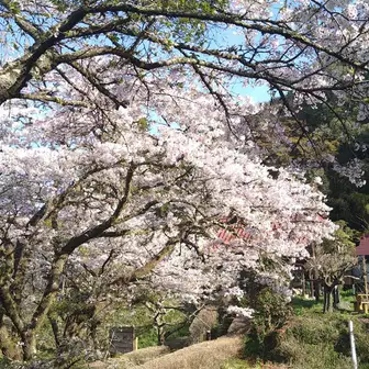 安善寺の桜