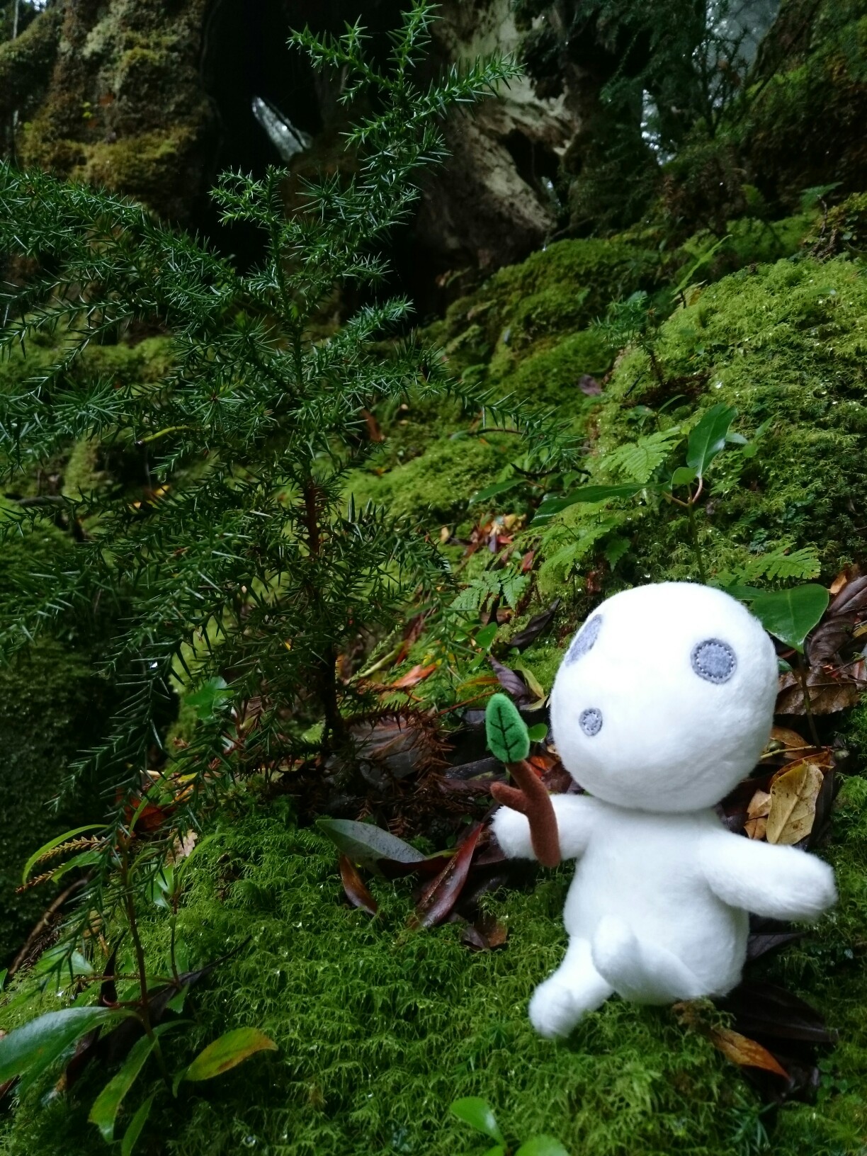 もののけ姫の森でこだまと戯れる・白谷雲水峡～太鼓岩 / ぺこ笛