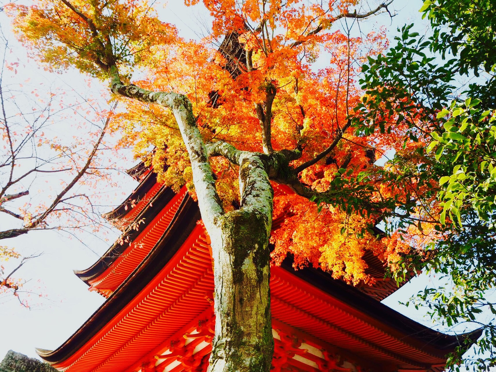 広島 宮島 秋の 安芸の宮島 ちなさんの宮島 厳島 弥山の活動データ Yamap ヤマップ