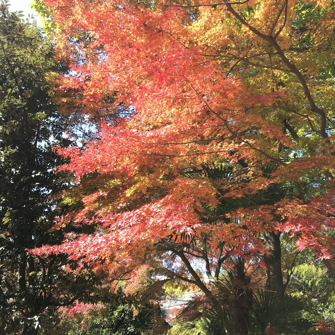 天覧山 多峯主山 紅葉ハイキング ひろみさんの日和田山 物見山の活動日記 Yamap ヤマップ