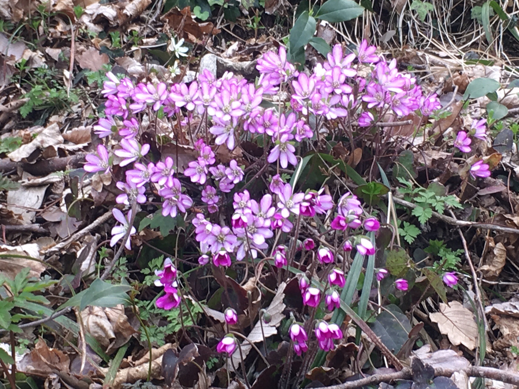 オオミスミソウ咲き乱れる能登猿山 19 03 26 越中山猿さんの能登半島北部の活動日記 Yamap ヤマップ