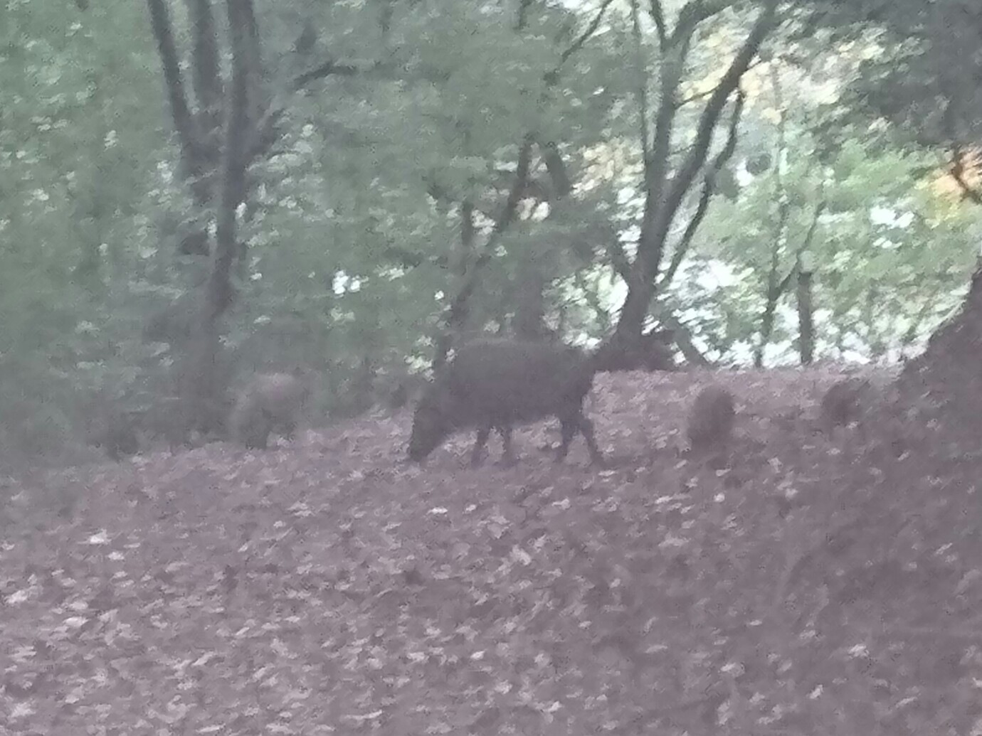 目の前をいのししの親子に とんぼさんの皿倉山 花尾山 帆柱山の活動データ Yamap ヤマップ