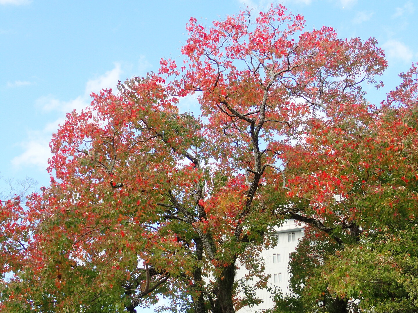 豊橋公園自然観察会 坊ヶ峰 石巻山 神石山 葦毛湿原の写真3枚目 ナンキンハゼの紅葉 Yamap ヤマップ