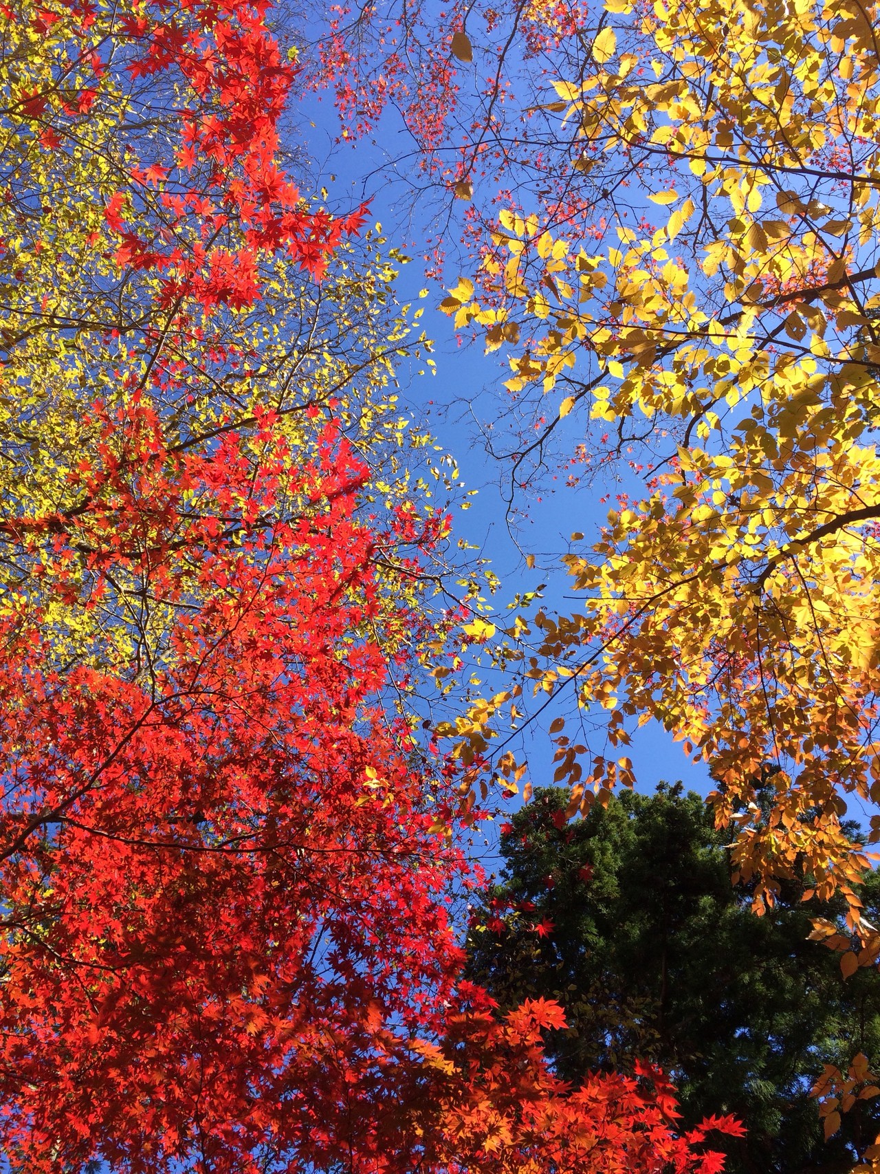 書写山 置塩坂 東坂 もみじまつり Simoさんの書写山の活動データ Yamap ヤマップ
