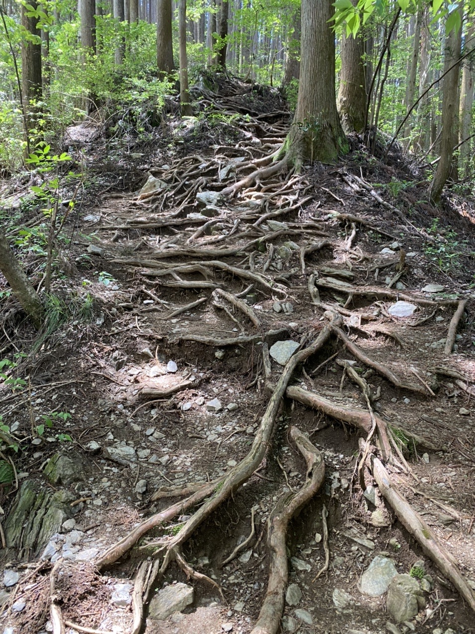 陣馬山 高尾山 へ ねずさんの高尾山 陣馬山 景信山の活動日記 Yamap ヤマップ