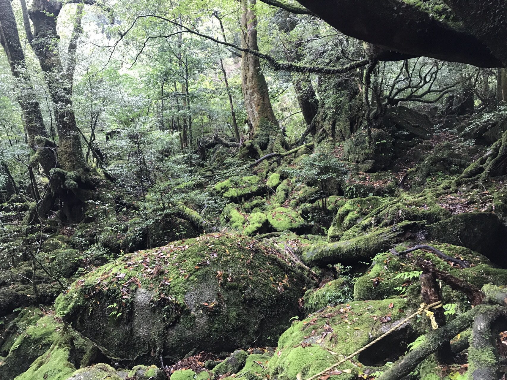 苔むす森 屋久島 白谷雲水峡 太鼓岩 かずさんの屋久島 宮之浦岳の活動日記 Yamap ヤマップ