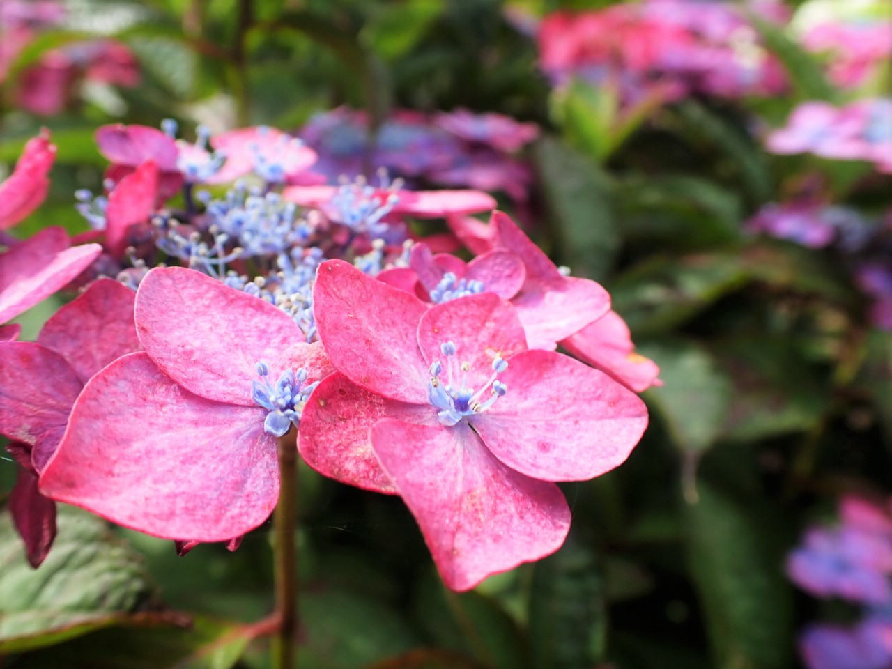洗川 あれご アジサイ園 いちき串木野市 らいくんさんのいちき串木野市の活動日記 Yamap ヤマップ