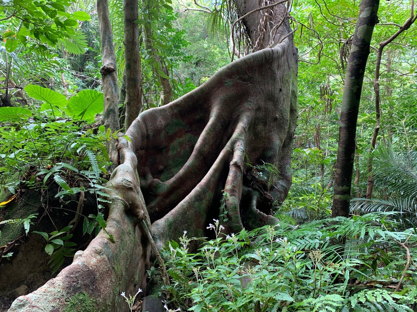 西表島 川 滝 亜熱帯植物 しんすけさんの西表島の活動日記 Yamap ヤマップ
