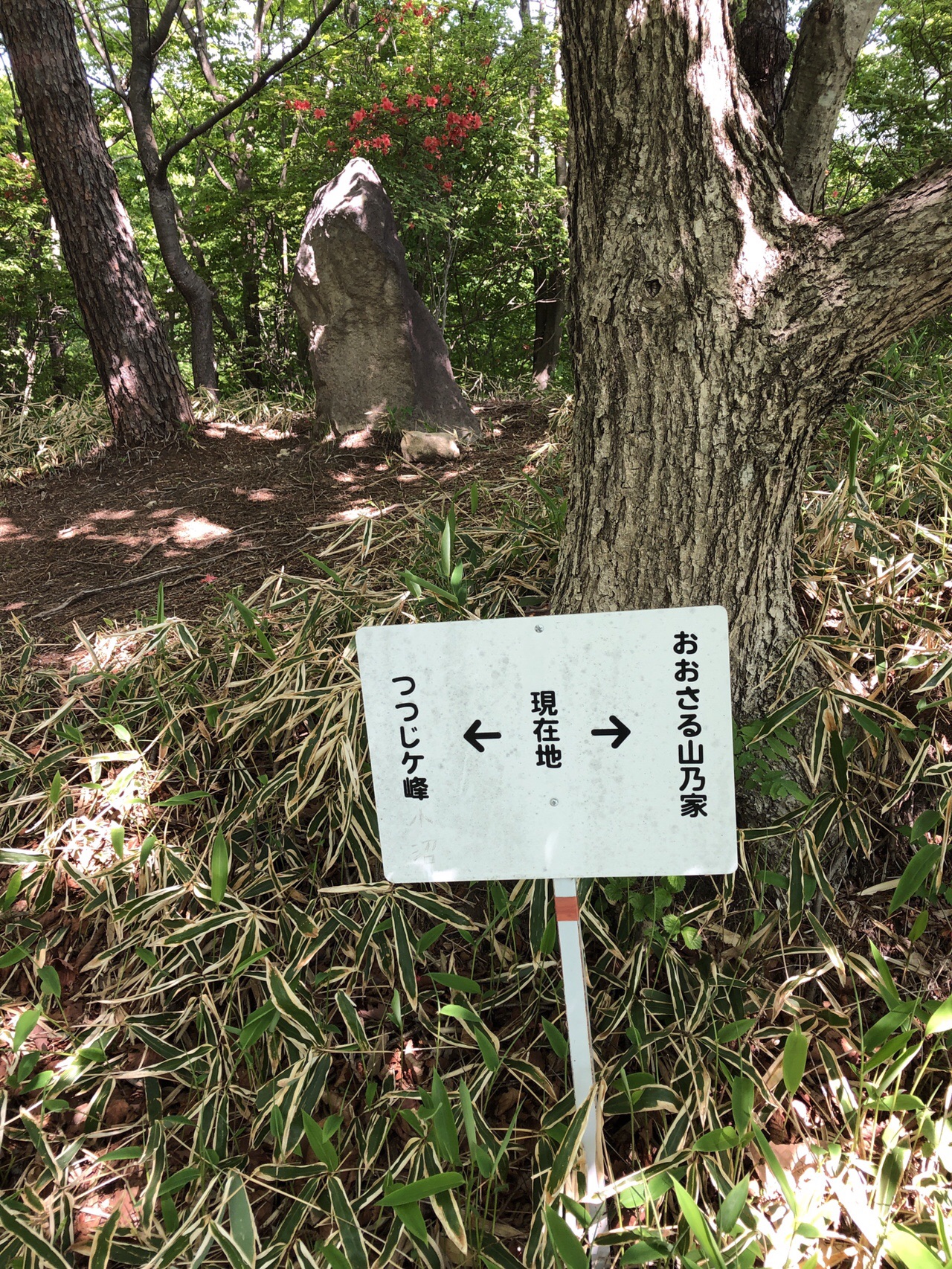 つつじが峰 長七郎山 小沼 茶の木畑峠周回 赤城山 19 05 26 よしぴーさんの赤城山 黒檜山 荒山の活動日記 Yamap ヤマップ