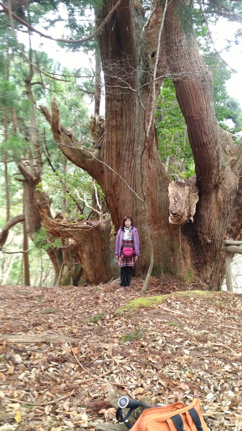片波川 伏条台杉群生地 スゴかったわぁ Mitchyさんの鍋谷山 井ノ口山 湯槽山 片波山 の活動データ Yamap ヤマップ