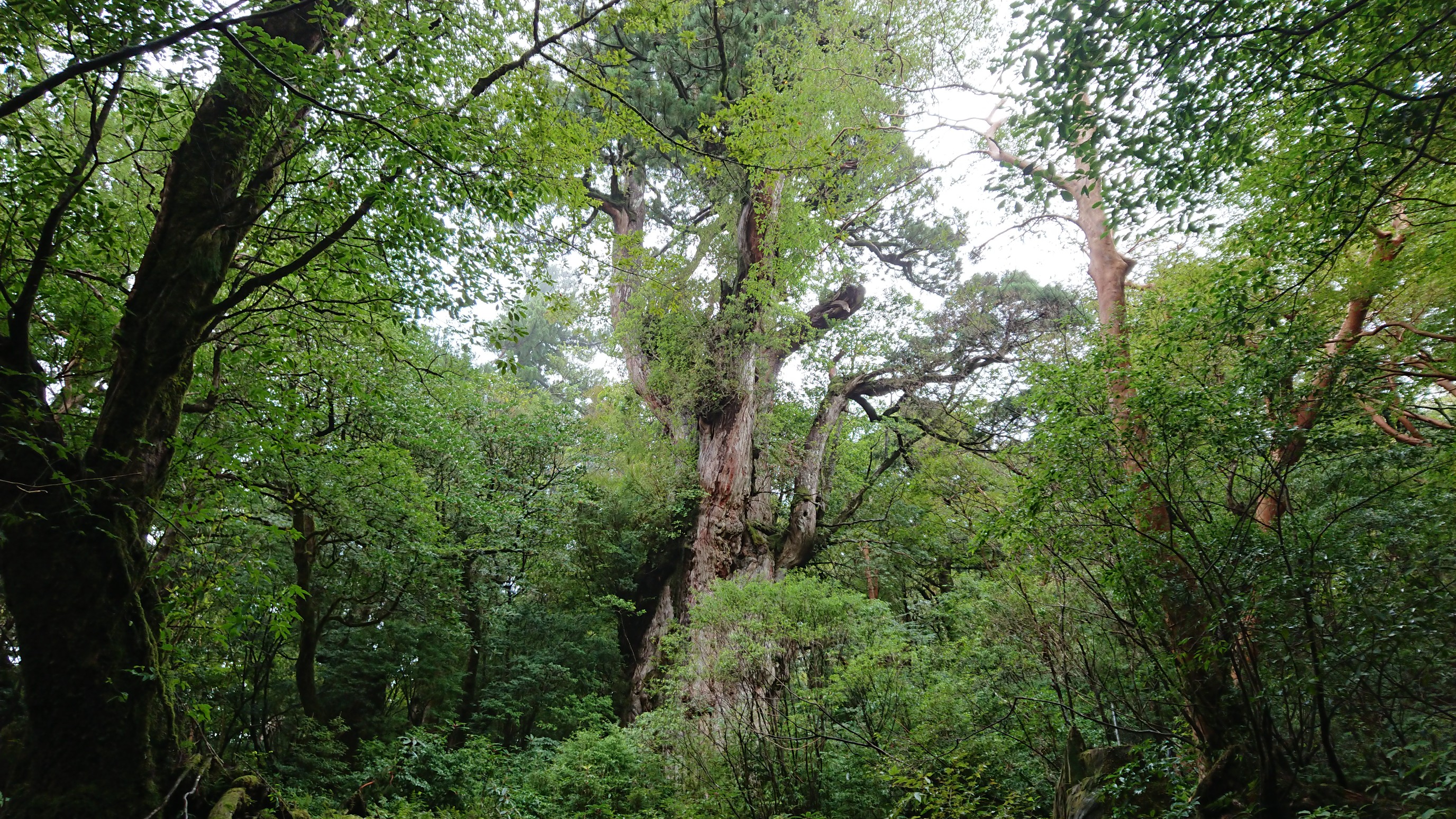 屋久島 縄文杉 09 19 茶さんの屋久島 宮之浦岳の活動データ Yamap ヤマップ