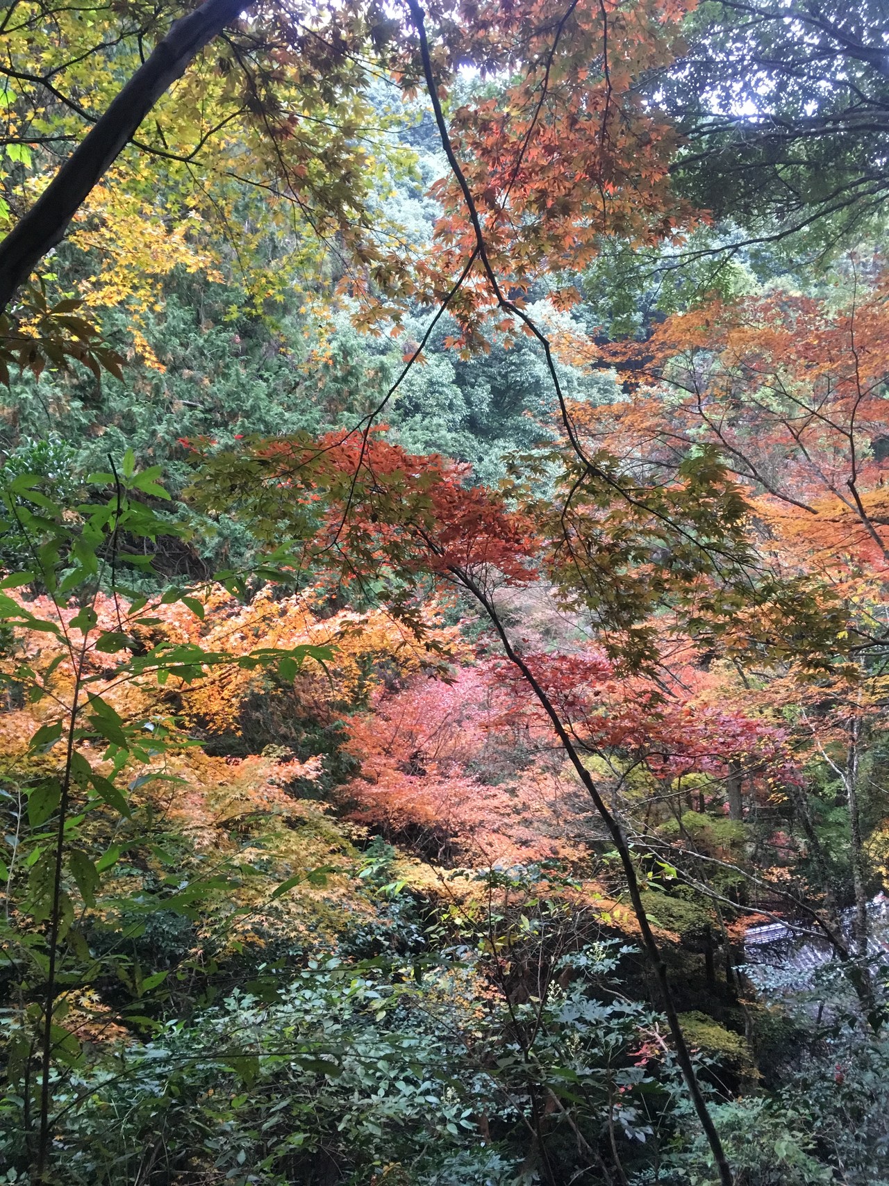 白馬渓に行きました Hiro Tさんの大分市の活動データ Yamap ヤマップ