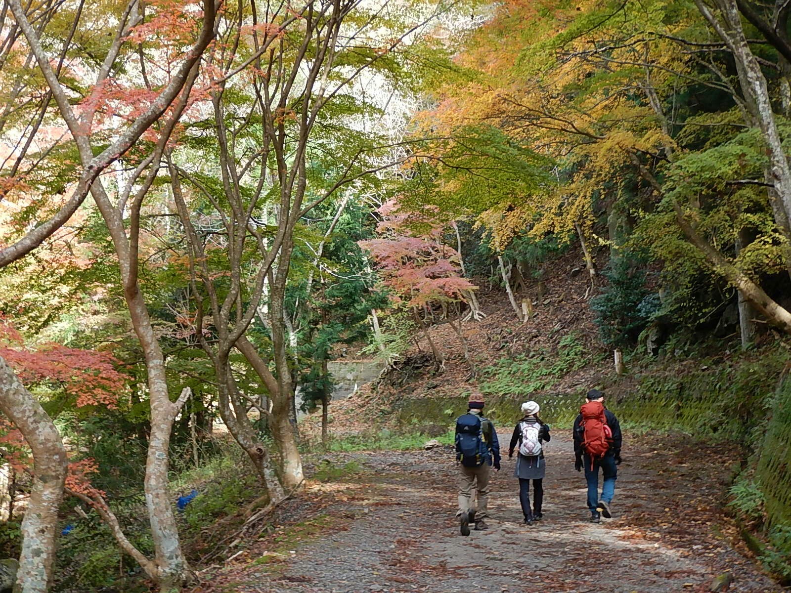 本宮山ハイキング くらがり渓谷から Toshiさんの本宮山 大日山 風頭山の活動データ Yamap ヤマップ