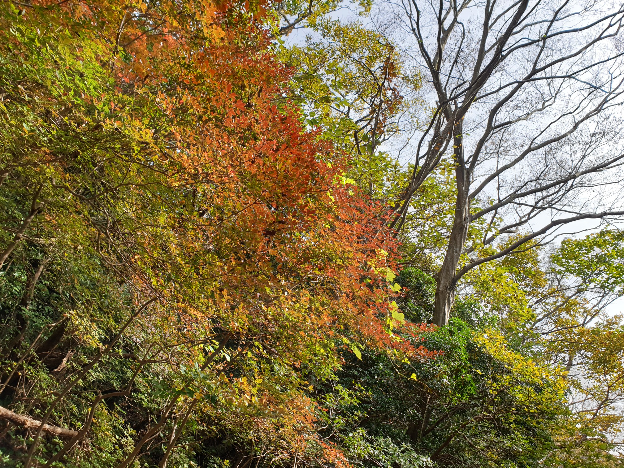 紅葉 見頃 皿倉山 ろつおさんの皿倉山 花尾山 帆柱山の活動データ Yamap ヤマップ