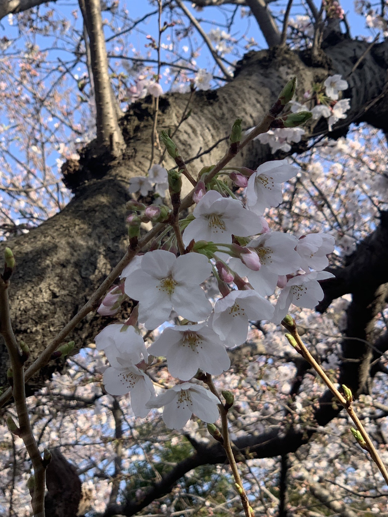 海老川ジョギングロード お花見ウォーキング Miyukiさんの船橋市の活動データ Yamap ヤマップ