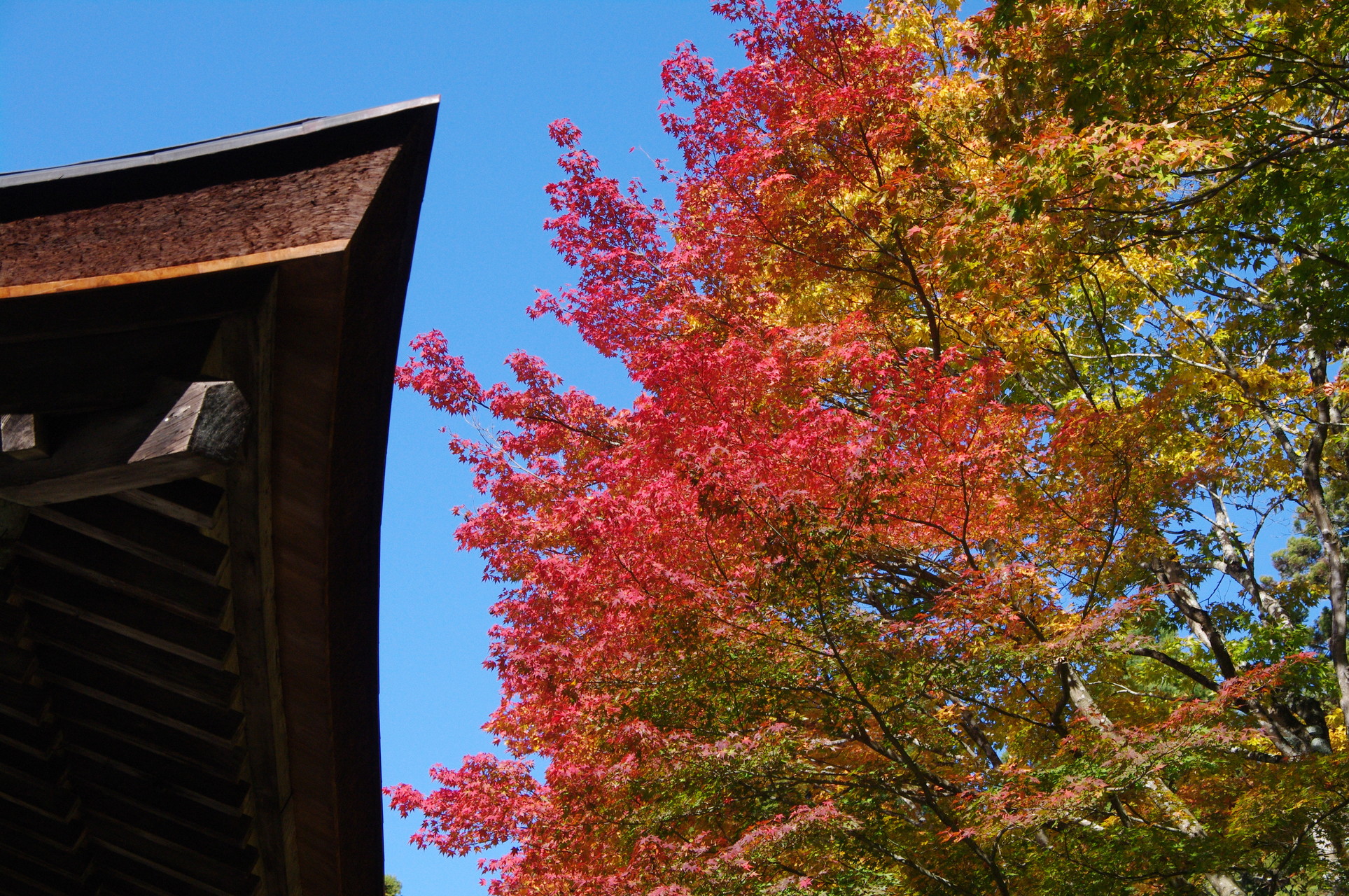 百済寺の紅葉 ヤマノボラー Minaphmさんの八ツ尾山 高取山 正楽寺山の活動日記 Yamap ヤマップ