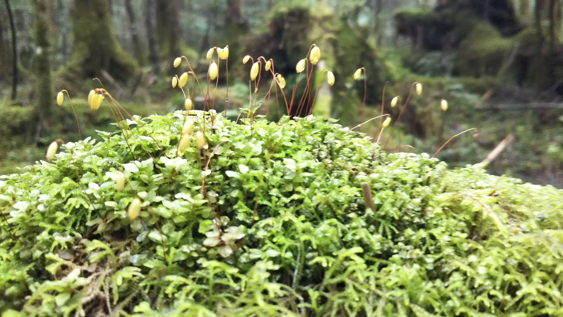 神秘と苔の森 ニュウで苔のお勉強 Yukiさんの八ヶ岳 赤岳 硫黄岳 天狗岳 の活動日記 Yamap ヤマップ