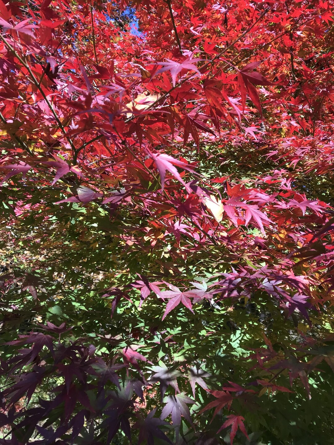 紅葉狩り連光寺公園から桜ヶ丘公園へ ずおずおむさんの多摩 よこやまの道の活動日記 Yamap ヤマップ