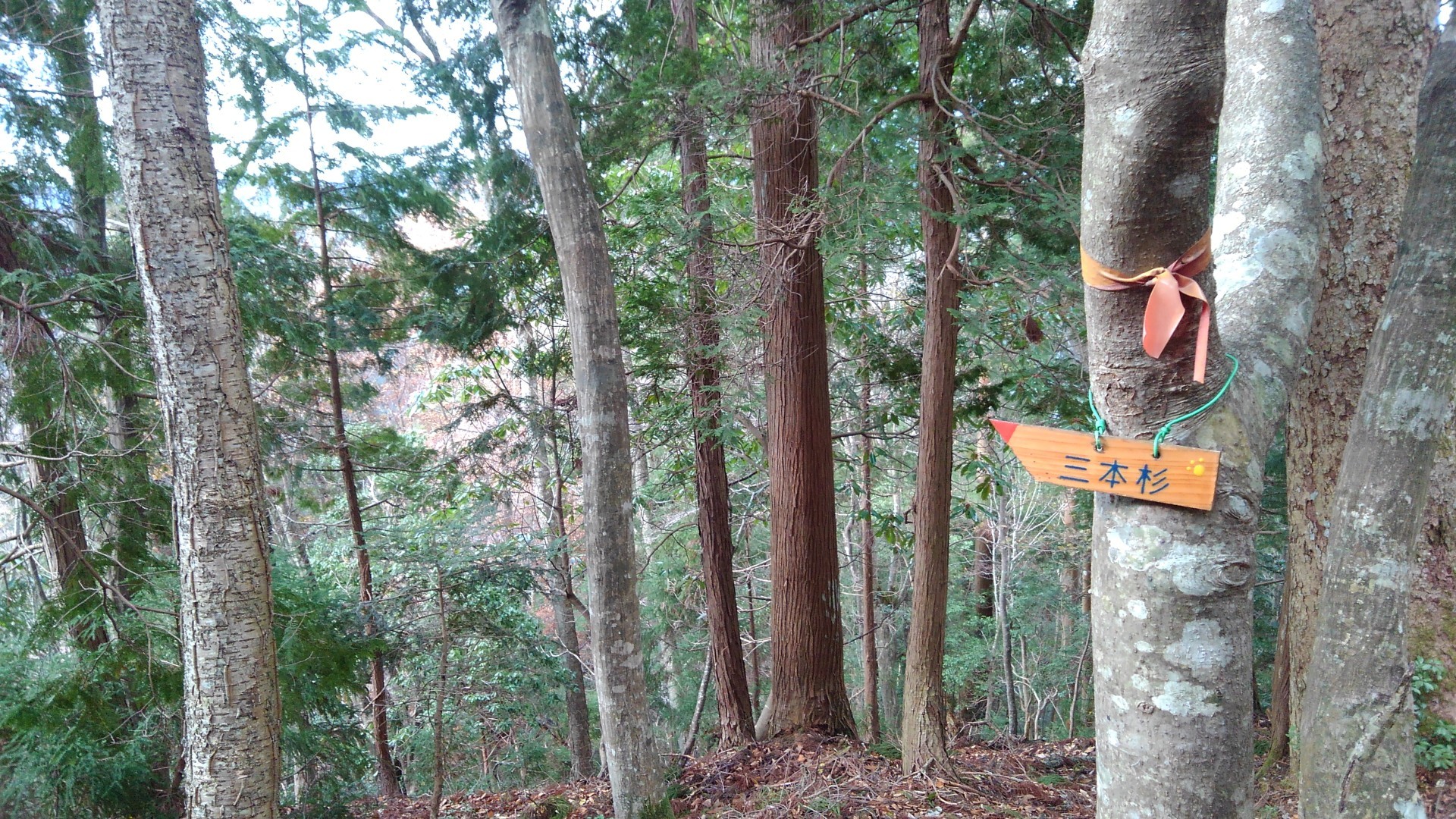 日本一高い杉 京都花脊の三本杉行って来ました カルシアさんの峰床山 鎌倉山の活動データ Yamap ヤマップ