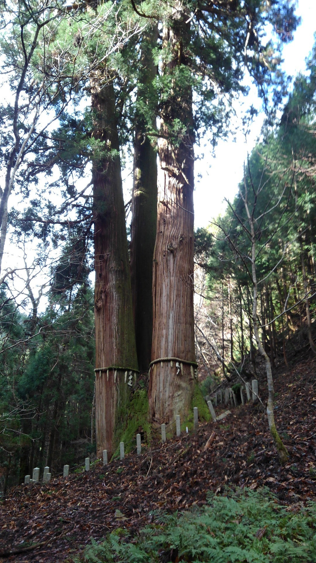 日本一高い杉 京都花脊の三本杉行って来ました カルシアさんの峰床山 鎌倉山の活動日記 Yamap ヤマップ